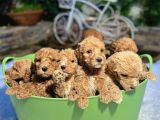 KOVA DOLUSU MALTİPOO YAVRULARI