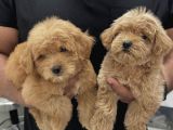0 NUMARa MALTİPOO BEBEKLER