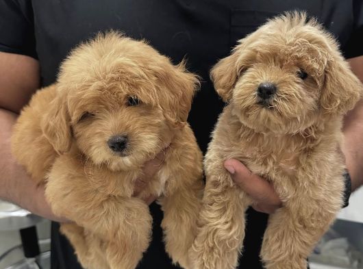 0 Numara Malti̇poo Bebekler