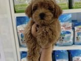 0 Numara Malti̇poo Bebekler