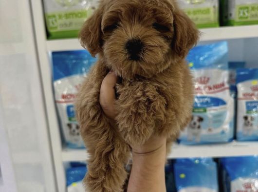 0 Numara Malti̇poo Bebekler görsel