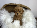 MİCRO POODLE YAVRULARI