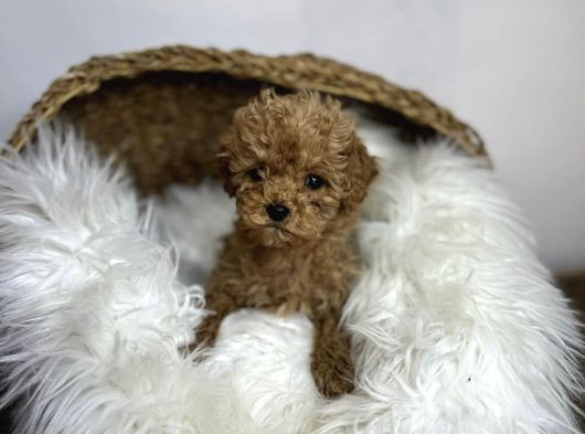 Mi̇cro Poodle Yavrulari