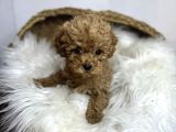 Mi̇cro Poodle Yavrulari