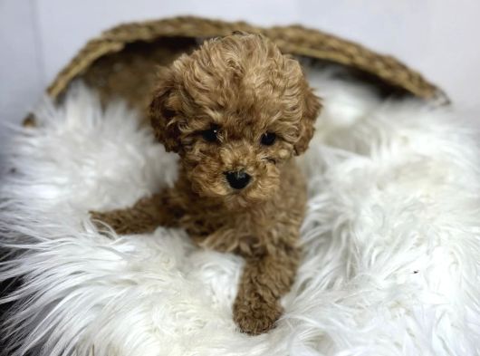Mi̇cro Poodle Yavrulari görsel