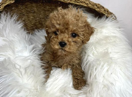 Mi̇cro Poodle Yavrulari görsel