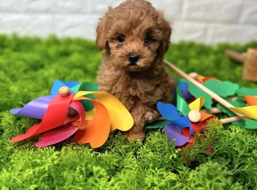 Mi̇nnak Malti̇poo Yavrulari