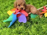 Mi̇nnak Malti̇poo Yavrulari
