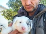 6 Aralık Doğumlu Yavrularımız Rezerveye Açıktır