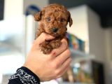 Güzelliğin saf hali toy poodle