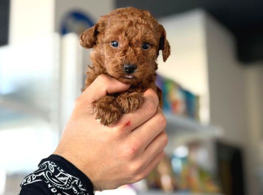 Güzelliğin Saf Hali Toy Poodle