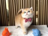 İstanbul British Shorthair