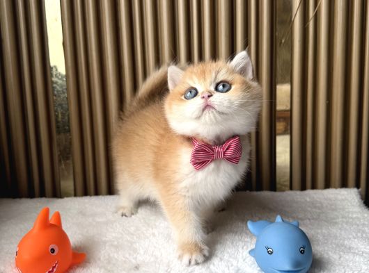 İstanbul British Shorthair görsel