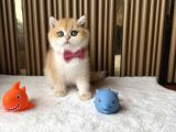 İstanbul British Shorthair