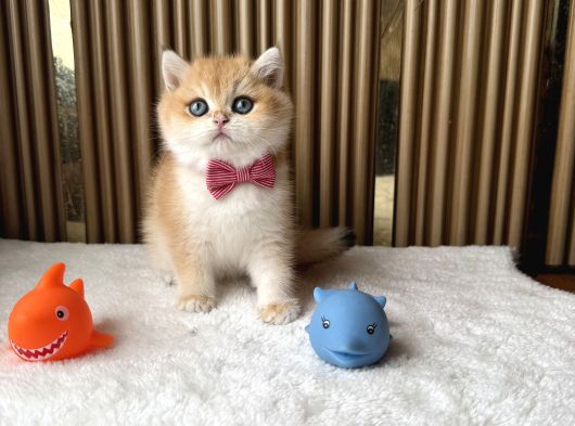 İstanbul British Shorthair