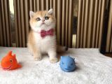 İstanbul British Shorthair