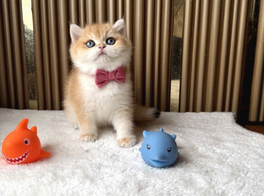 İstanbul British Shorthair görsel