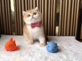 İstanbul British Shorthair