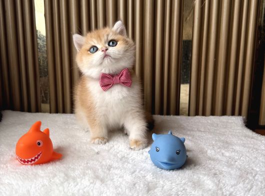 İstanbul British Shorthair görsel