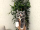 Özel Renk British Shorthai̇r Bicolor Yavrularim