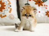 Golden British Longhair Masum yakışıklı