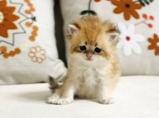 Golden British Longhair Masum Yakışıklı