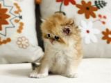 Golden British Longhair Masum Yakışıklı