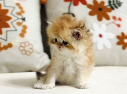 Golden British Longhair Masum Yakışıklı görsel