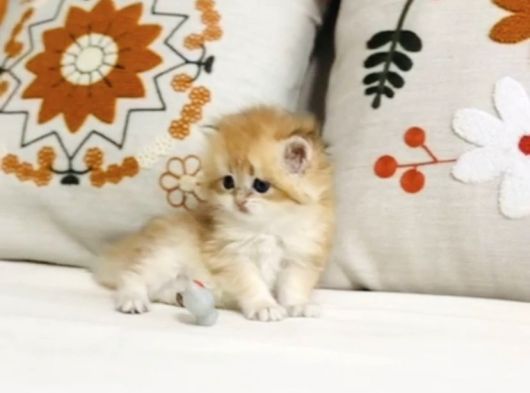 Golden British Longhair Masum Yakışıklı görsel