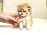Golden British Longhair Masum Yakışıklı