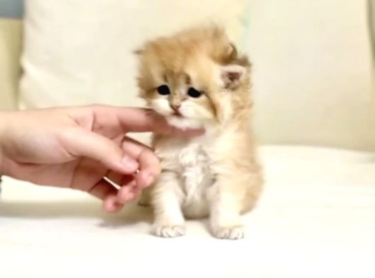 Golden British Longhair Masum Yakışıklı görsel