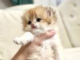 Golden British Longhair Masum Yakışıklı
