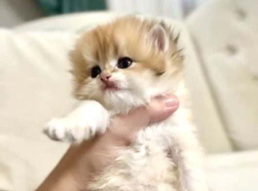 Golden British Longhair Masum Yakışıklı görsel