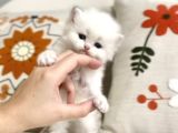British Longhair Peluş Bebek