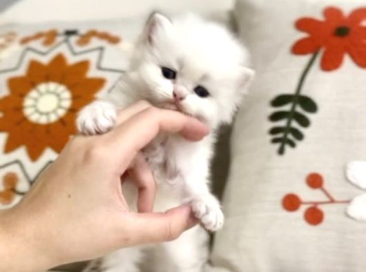 British Longhair Peluş Bebek görsel
