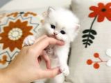 British Longhair Peluş Bebek