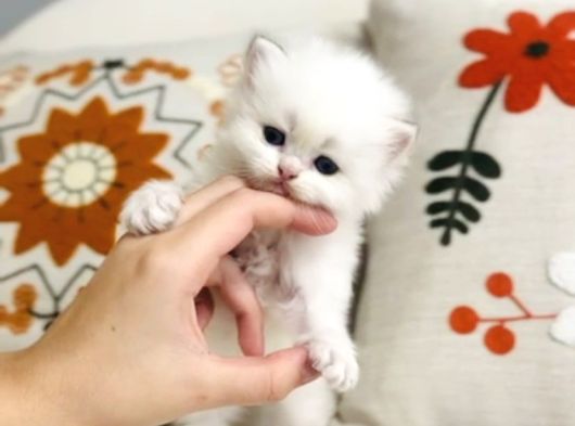 British Longhair Peluş Bebek görsel