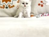 British Longhair Peluş Bebek
