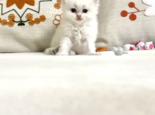 British Longhair Peluş Bebek görsel