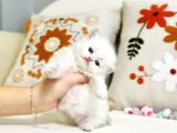 British longhair Peluş bebek