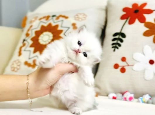 British Longhair Peluş Bebek