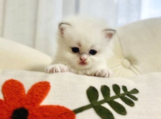British Longhair Peluş Bebek görsel