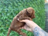 Red Poodle Bebekler