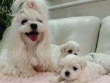Tr nin en iyi kore maltese yavruları