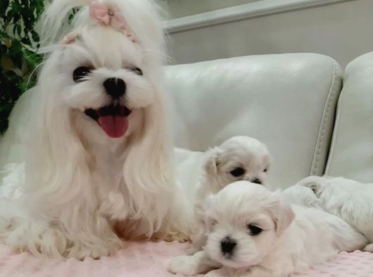 Tr nin en iyi kore maltese yavruları