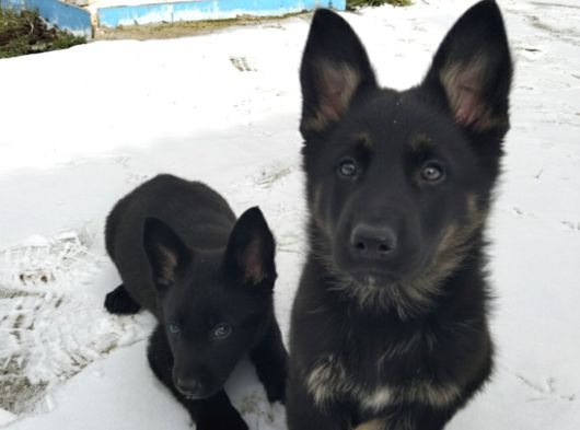 Elit Kan Solid Black Alman Çoban Köpeği Yavrusu görsel