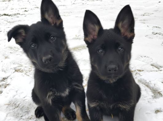 Elit Kan Solid Black Alman Çoban Köpeği Yavrusu
