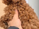 Toy Boy Anne Babadan Kısa Burun Red Toy Poodle Erkekler