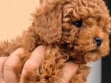 Toy Boy Anne Babadan Kısa Burun Red Toy Poodle Erkekler