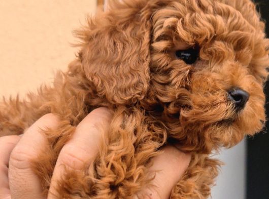 Toy Boy Anne Babadan Kısa Burun Red Toy Poodle Erkekler